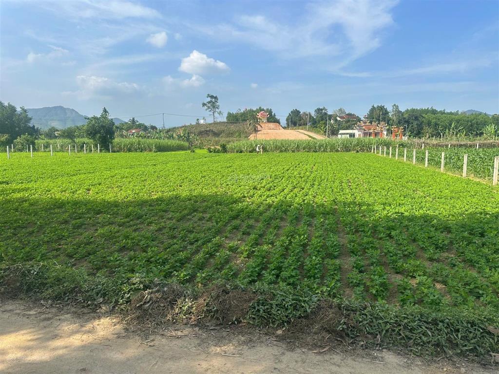 Đất trồng cây hằng năm 500m2 đường ô tô thông xã hòa nhơn giá chỉ 490 triệu