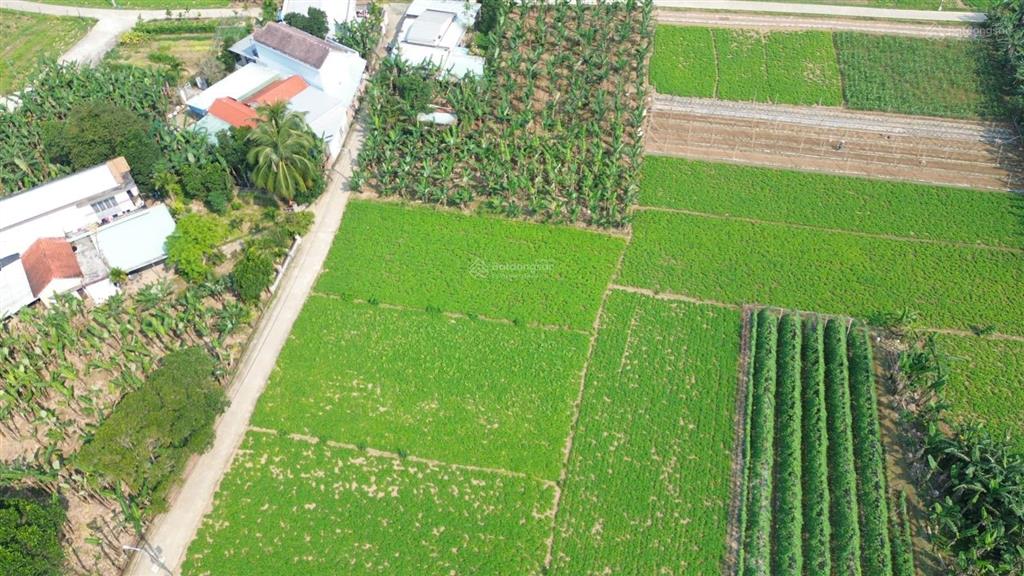 Siêu phẩm đất trồng cây hằng năm 550m2, tứ bề là nhà dân ở xã bà nà