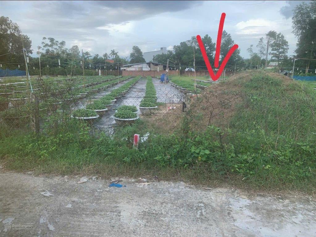 Đất trồng cây hằng năm 237m2, khả năng lên được thổ cư xã hòa phong