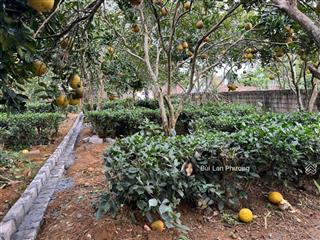 Hàng hiếm nằm ở trục chính chóng mặt đường rộng 205m2 full thổ cư