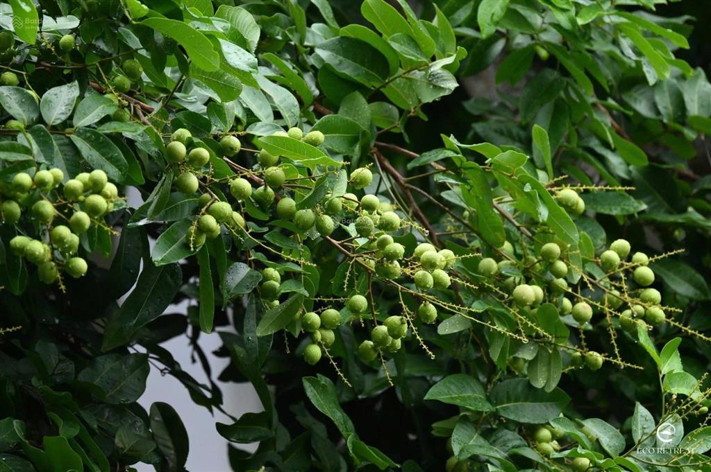 Nhà phố, biệt thự rừng phượng, vị trí đẹp giá chỉ 4,8 tỷ, tt chỉ 10% ngưng đến khi nhận nhà