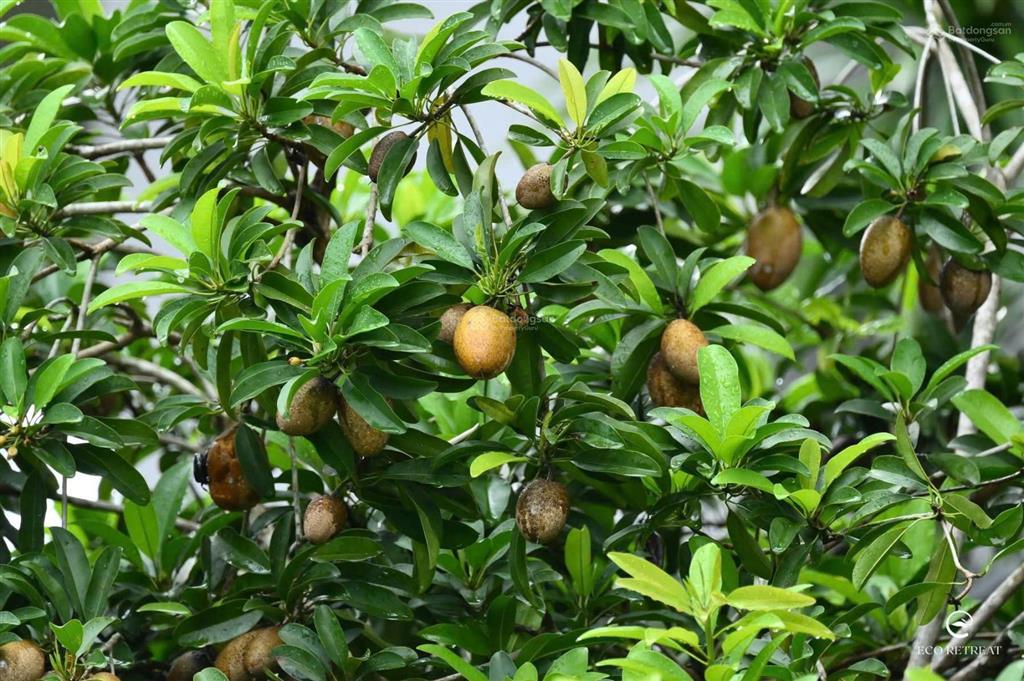 Nhà phố, biệt thự rừng phượng, vị trí đẹp giá chỉ 4,8 tỷ, tt chỉ 10% ngưng đến khi nhận nhà