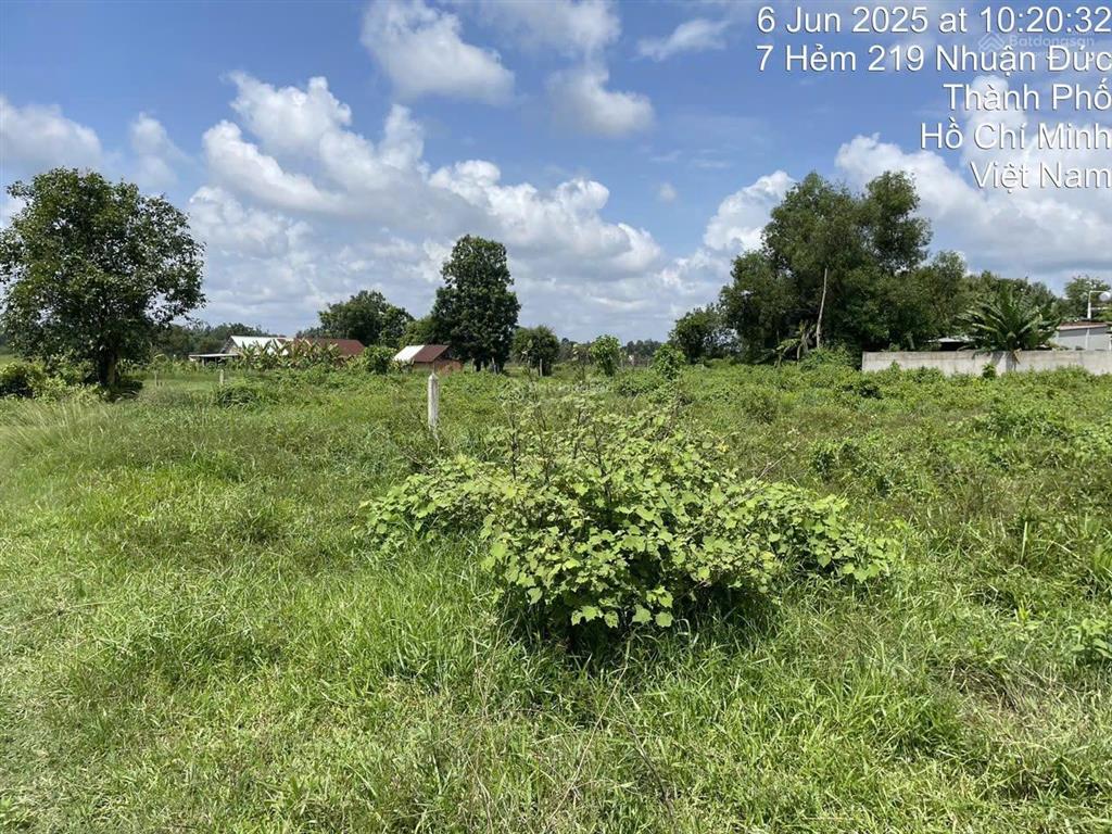 Mt đường nhựa nhuận đức huyện củ chi, dt 1500m2 thổ cư + 2848m2 vườn bên hông và phía sau có đường