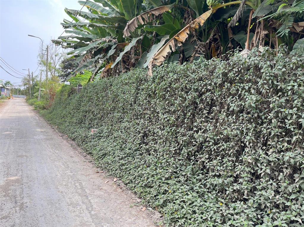 Lô góc 2 mt đường nhựa phía sau view kênh xã hưng long (qui đức cũ) huyện bình chánh dt 2000m2