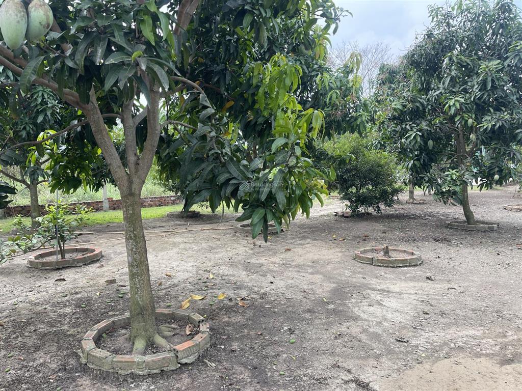 Nhà vườn mt đường nhựa xã hưng long, bình chánh, dt 1000m vườn (ngang 15m x dài 67m)