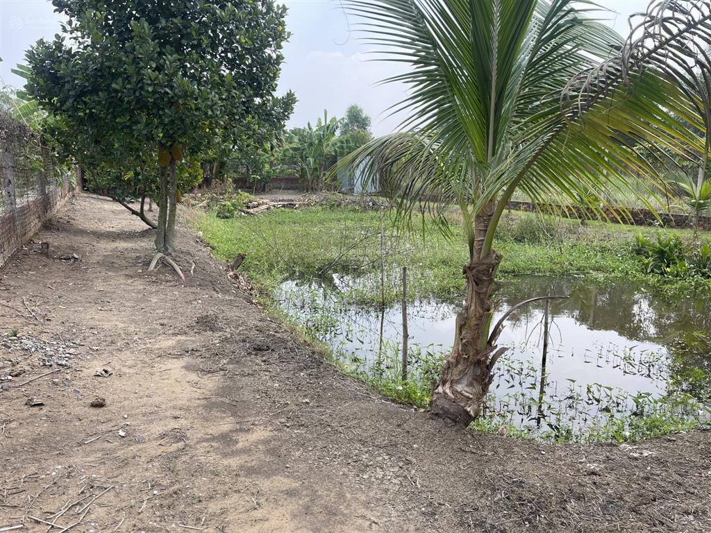 Nhà vườn mt đường nhựa xã hưng long, bình chánh, dt 1000m vườn (ngang 15m x dài 67m)