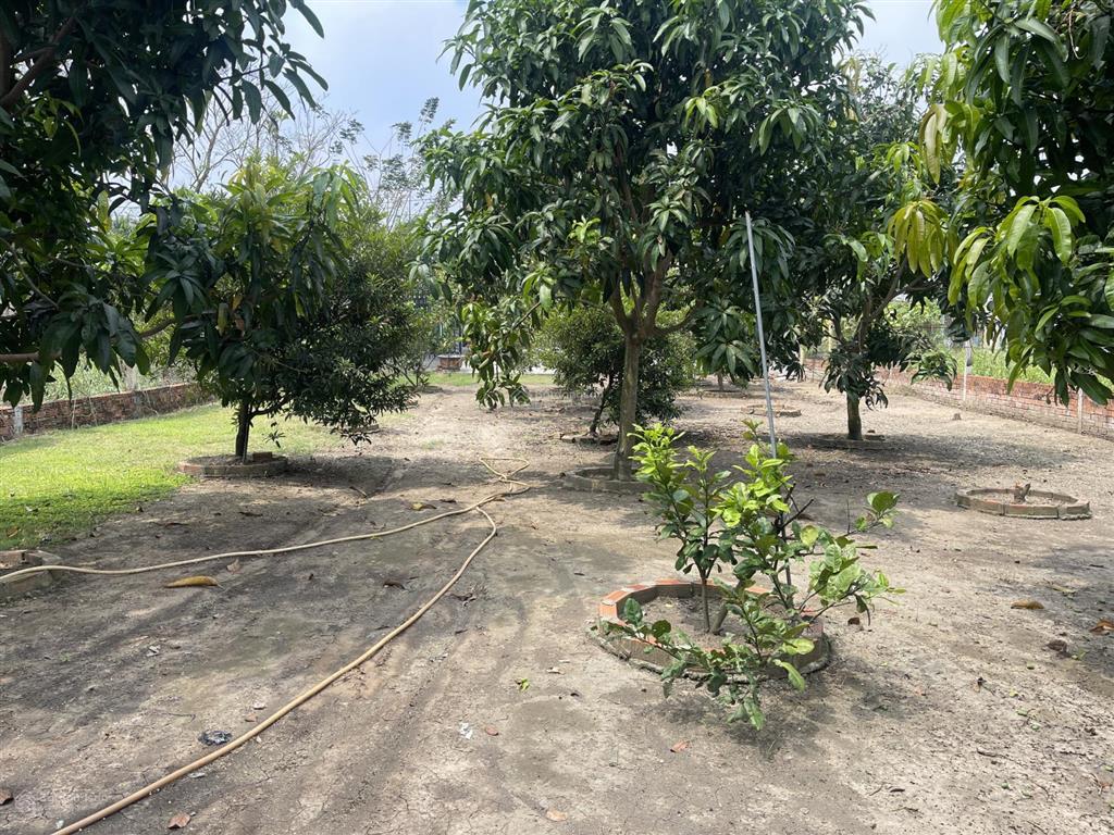 Nhà vườn mt đường nhựa xã hưng long, bình chánh, dt 1000m vườn (ngang 15m x dài 67m)