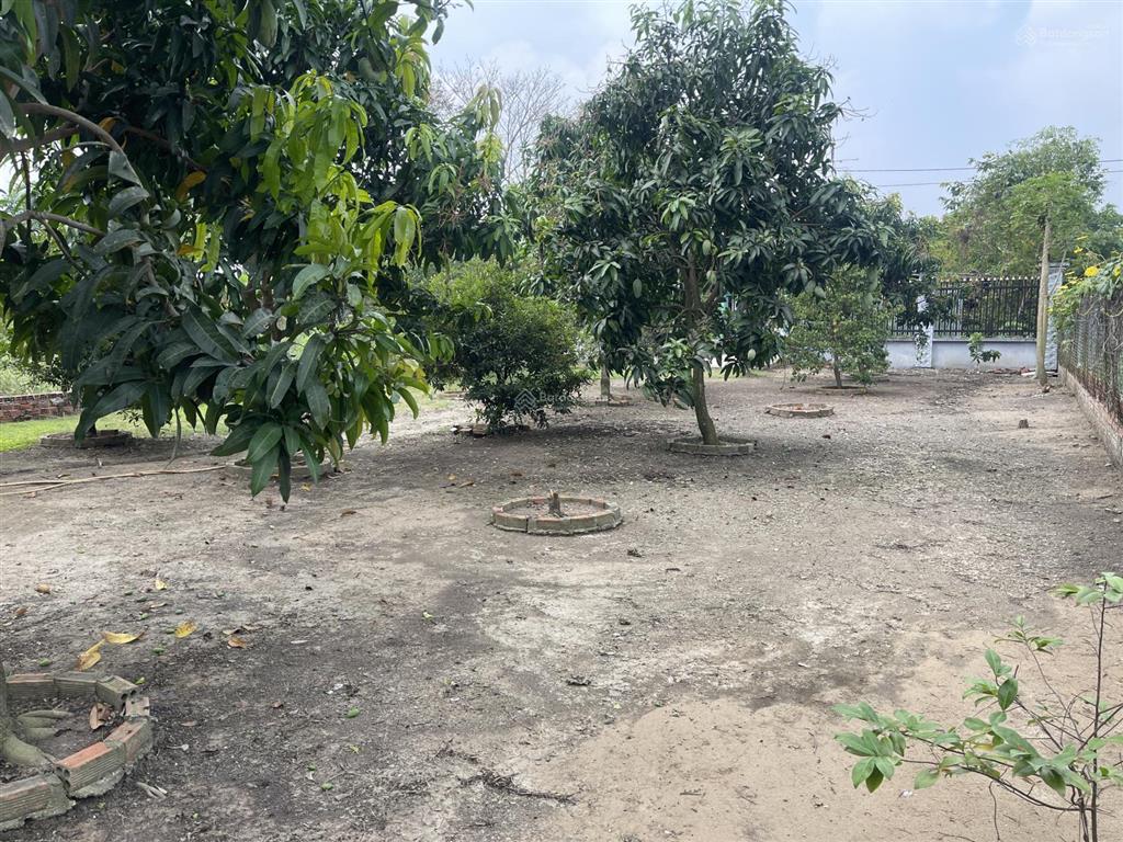 Nhà vườn mt đường nhựa xã hưng long, bình chánh, dt 1000m vườn (ngang 15m x dài 67m)