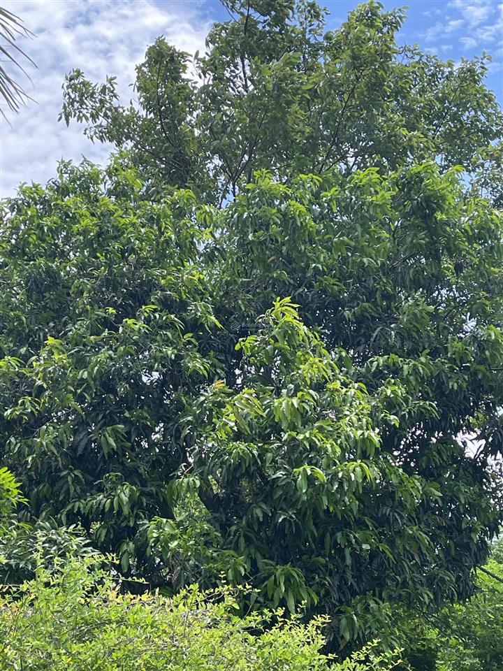 Cần bán lô đất 4,6 hecta xã hàm liêm, huyện hàm thuận bắc bình thuận dt (150m x 213m) 4,6 hecta