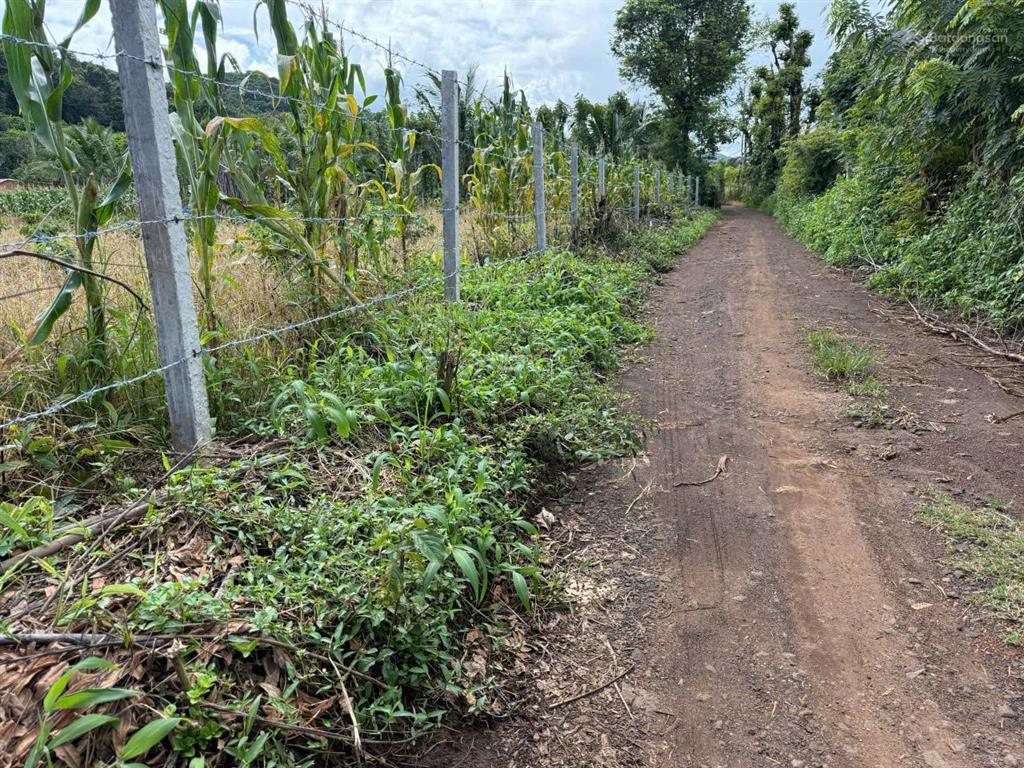 Bán 1200 m2 ngang 20 dài 50 đất vườn cà phê đẹp gần chợ thôn 6 hòa khánh cũ tp buôn mê thuột