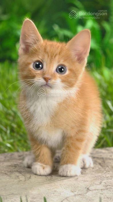 Cần bán đất mặt tiền đường dương diên nghệ, biên hoà, đồng nai