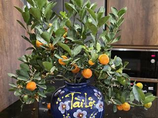 Bán căn góc ciputra g3 150,5m2 view hồ công viên 65ha