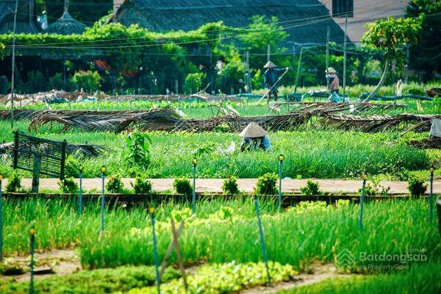 Bán đất tại làng rau trà quế, 120 m2 giá tốt khu chỉ 3x tr/m2  0974 360 ***