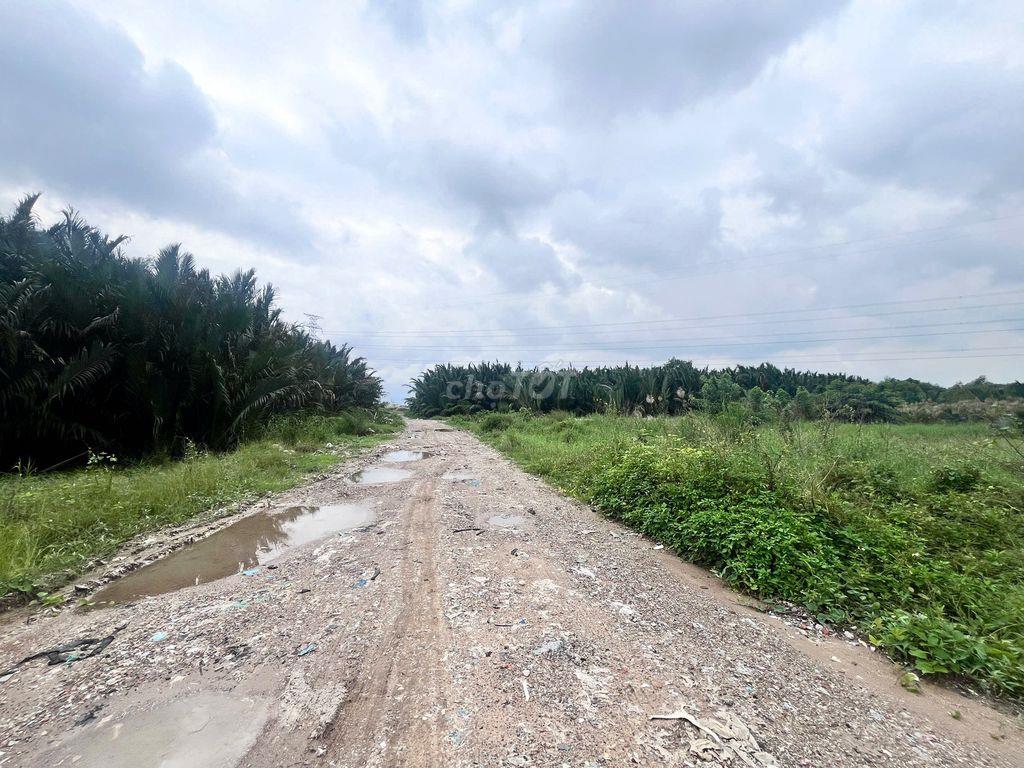 4500m2 (100x45) đất vườn sân gold Phước Kiển, Nhà Bè, Giá 4.5tr/m2