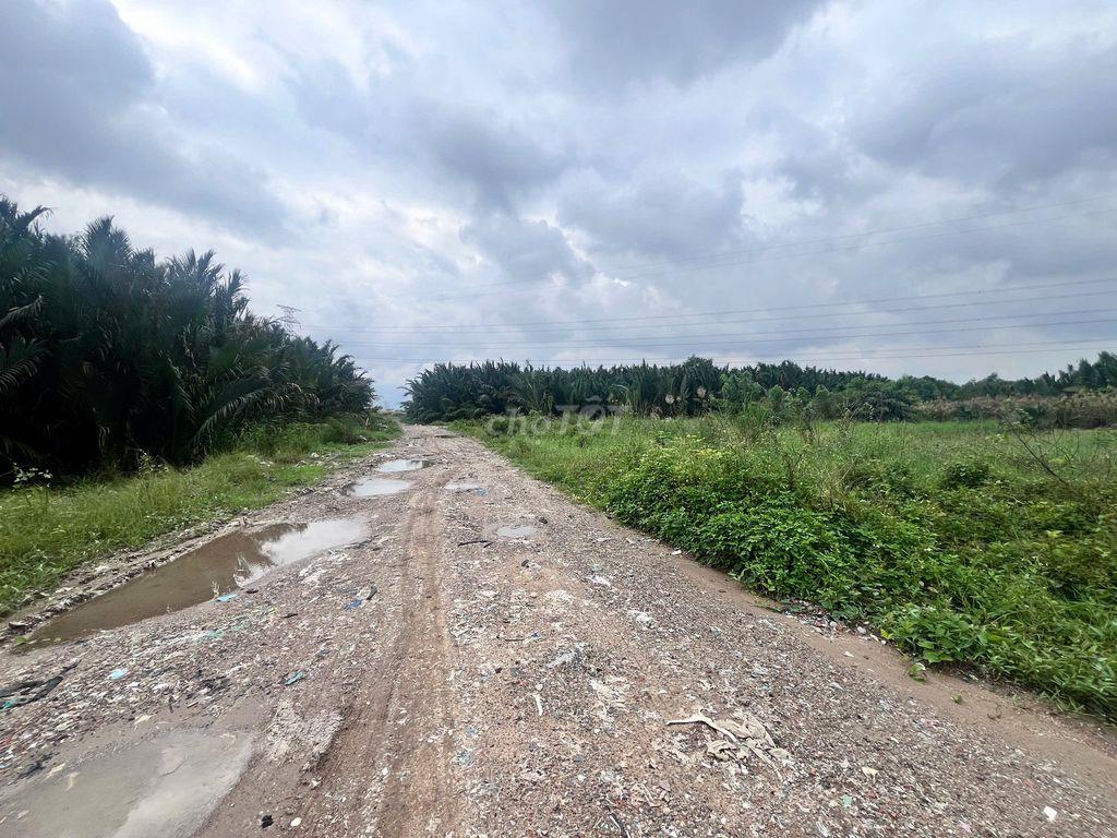 4500m2 (100x45) đất vườn sân gold Phước Kiển, Nhà Bè, Giá 4.5tr/m2