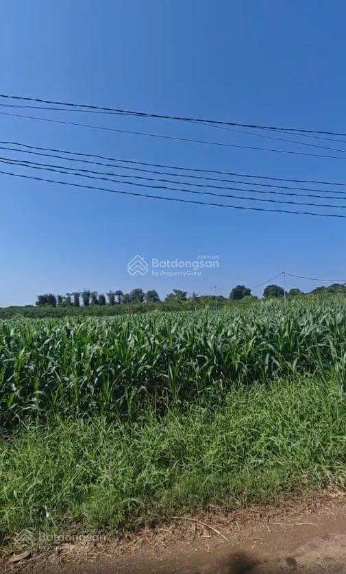 Cần tiền bán gấp lô đất 1476m2 tại xã xuân đông, cẩm mỹ, đồng nai