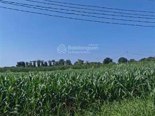 Cần tiền bán gấp lô đất 1476m2 tại xã xuân đông, cẩm mỹ, đồng nai.