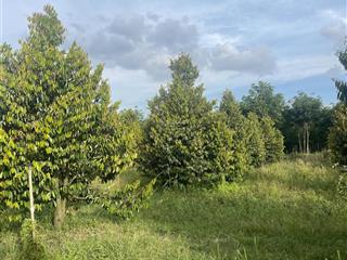 Bán vườn sầu riêng 4000m2 tại long chữ, bến cầu, tây ninh, giá ưu đãi 2,2 tỷ