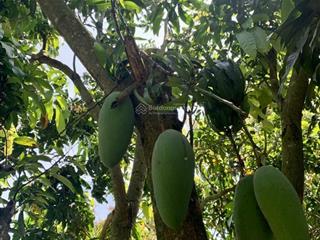 Vườn xoài đang thu hoạch 3400m2, đường bê tông, cách ql20 tầm 300m. công chứng ngay. giá 999 triệu