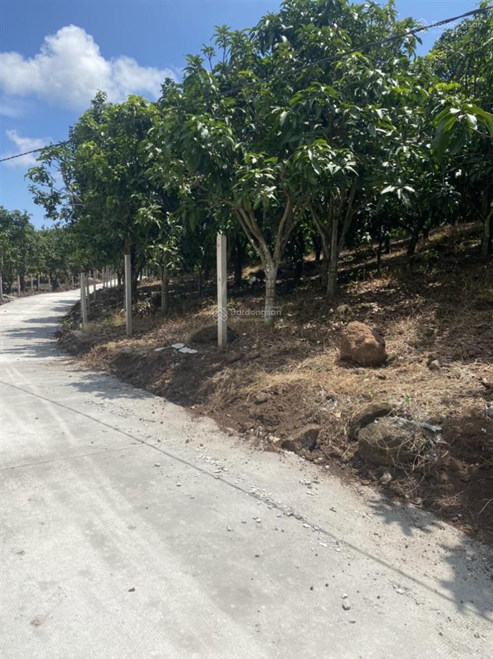 Vườn xoài đang thu hoạch 3400m2, đường bê tông, cách ql20 tầm 300m. công chứng ngay