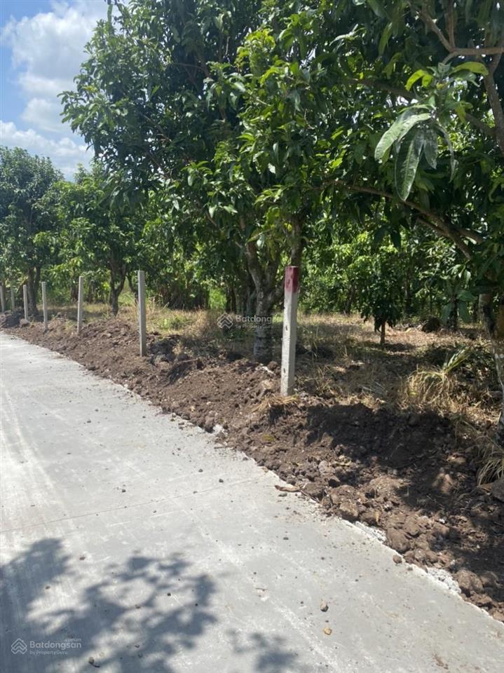 Vườn xoài đang thu hoạch 3400m2, đường bê tông, cách ql20 tầm 300m. công chứng ngay