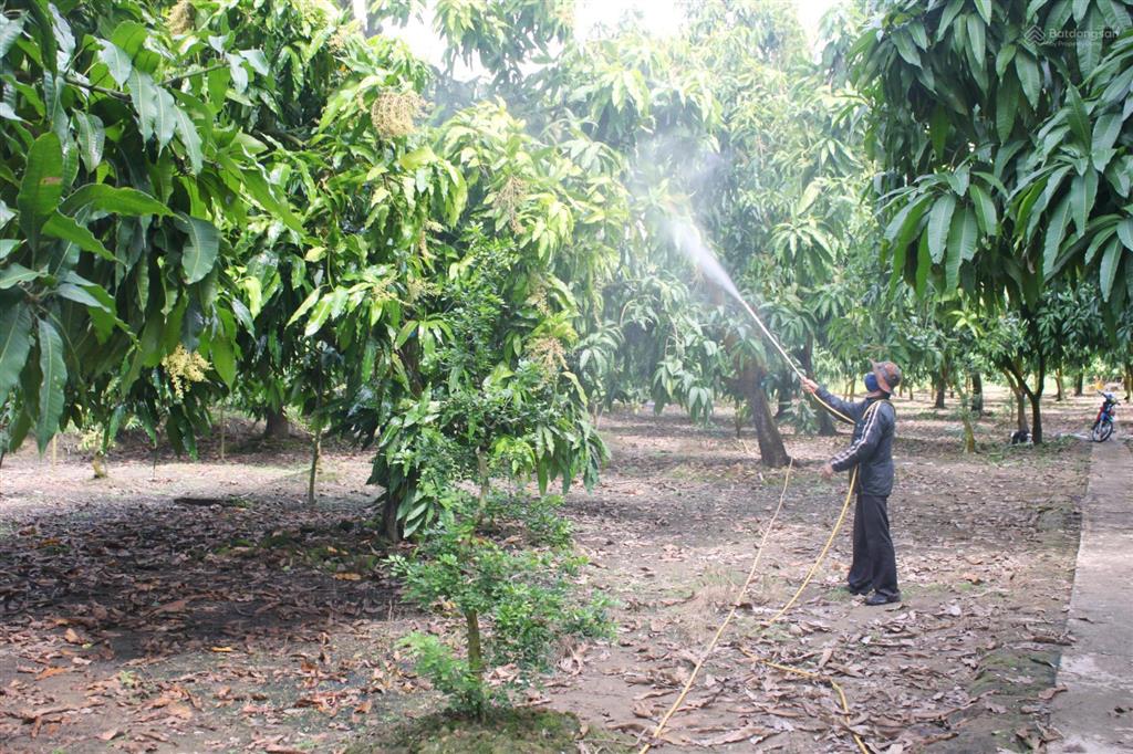 Vườn xoài đang thu hoạch 3400m2, đường bê tông, cách ql20 tầm 300m. công chứng ngay
