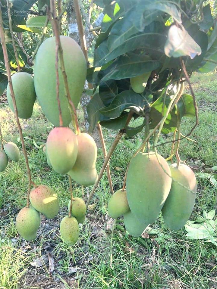 5ha đất vườn gần đá ba chồng, hồ trị an, điểm giao cao tốc. đường bê tông. giá 265 triệu/sào