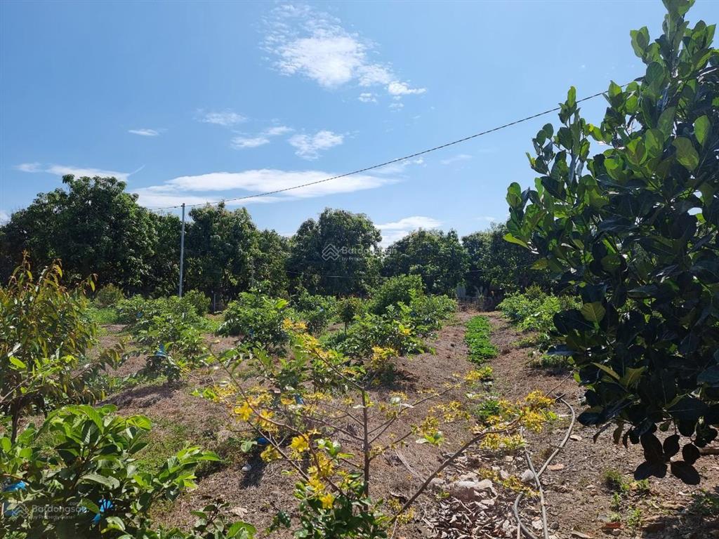 5ha đất vườn gần đá ba chồng, hồ trị an, điểm giao cao tốc. đường bê tông. giá 265 triệu/sào