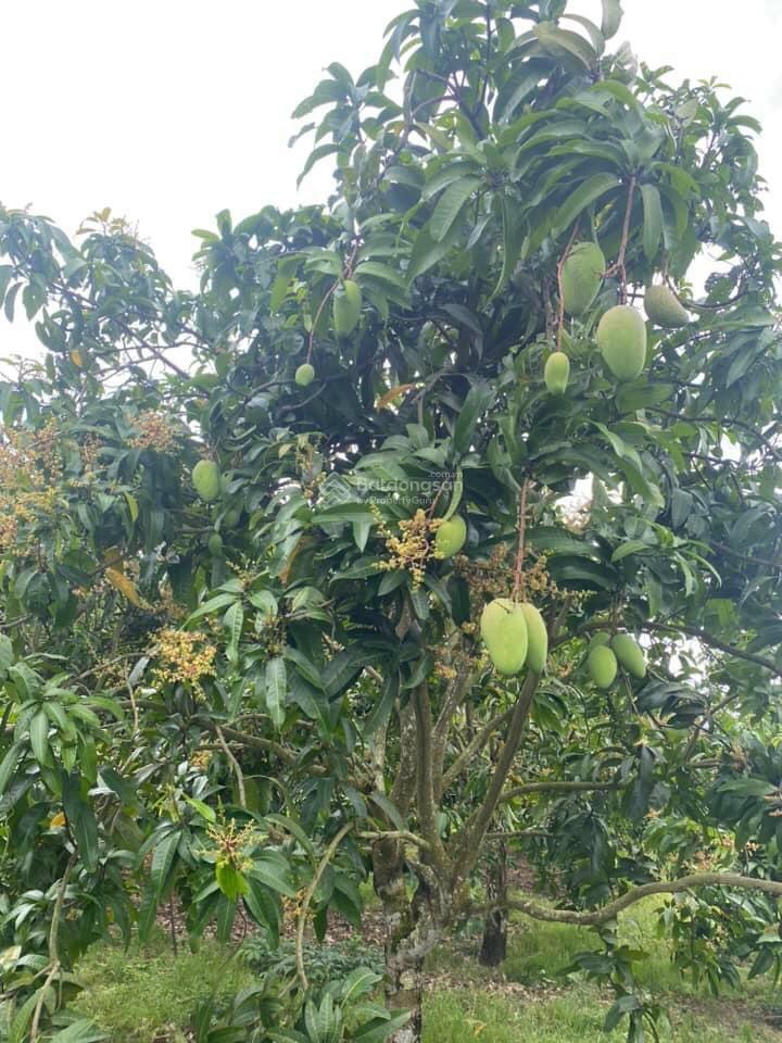 Chỉ 600tr sở hữu nhà vườn 1210m2 gần hồ trị an tại la ngà, định quán