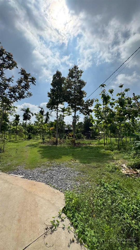 Vườn xoài ngay hồ trị an giá chỉ 460 triệu/sào. cách điểm giao cao tốc 5km, công chứng trong ngày