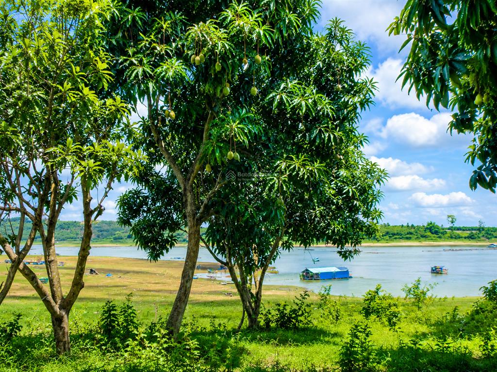 Vườn xoài ngay hồ trị an giá chỉ 460 triệu/sào. cách điểm giao cao tốc 5km, công chứng trong ngày