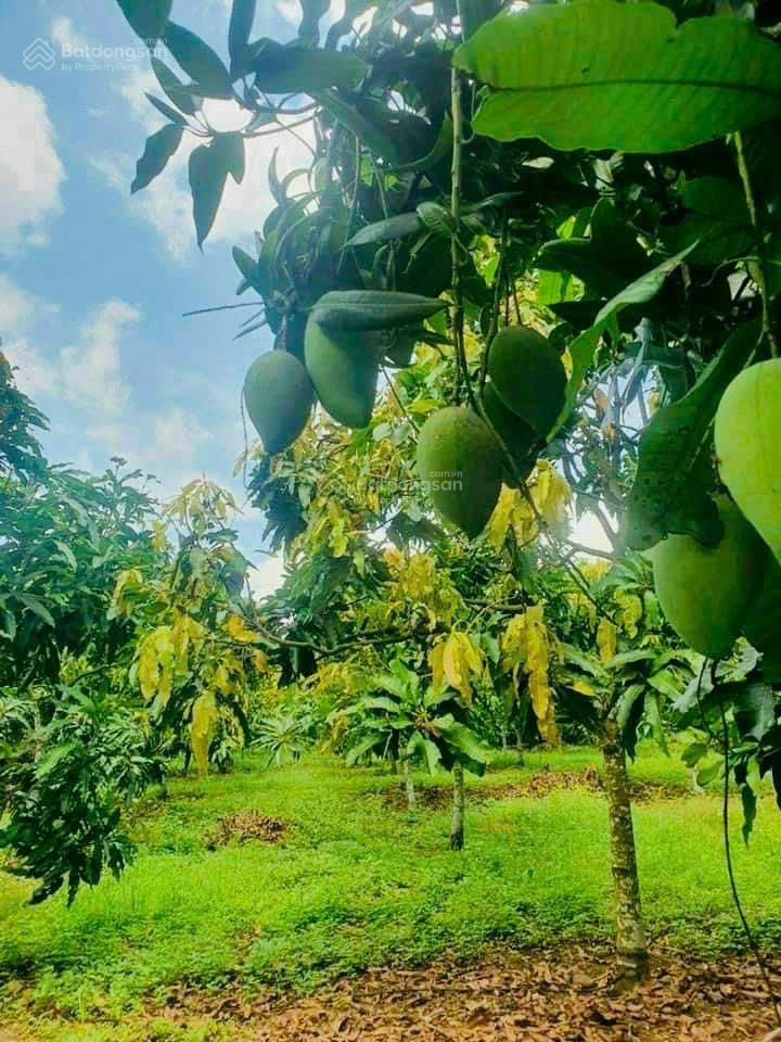 3.000m2 vườn xoài view hồ trị an cách ql20 chỉ 300m công chứng trong ngày  570 triệu