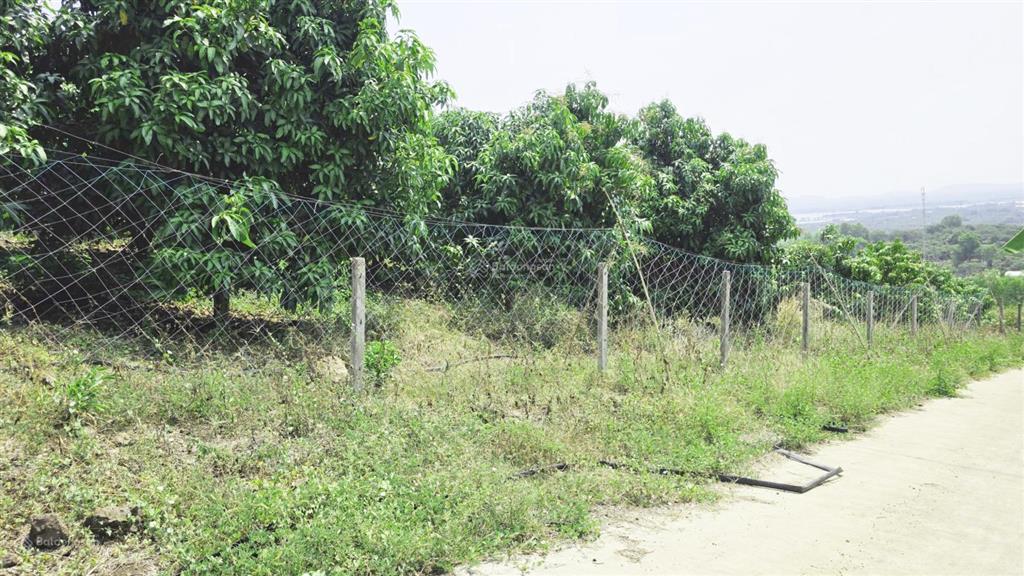 3.000m2 vườn xoài view hồ trị an cách ql20 chỉ 300m công chứng trong ngày  570 triệu