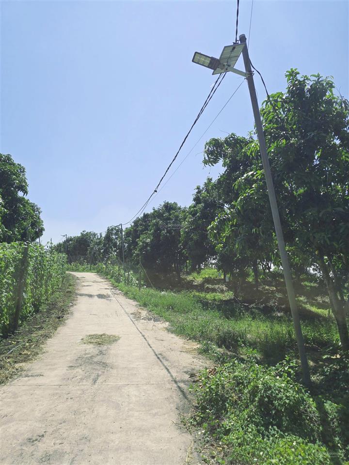 3.000m2 vườn xoài view hồ trị an cách ql20 chỉ 300m công chứng trong ngày  570 triệu