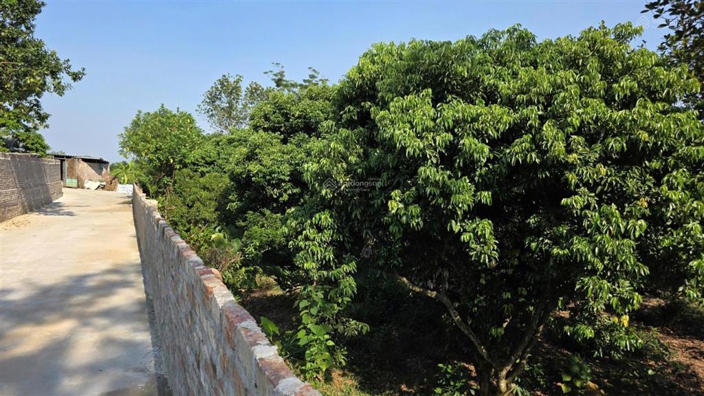 Bán cắt lỗ hiếm có 1 lô đất giá chỉ 600 triệu  100m2 full thổ cư sóc sơn  hà nội.  0968 135 ***