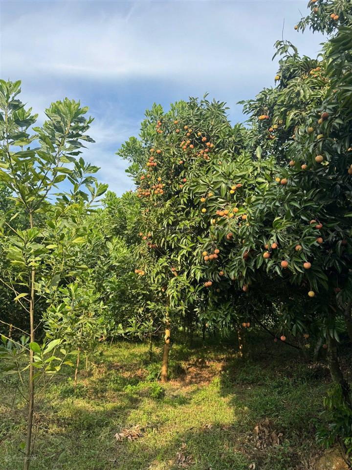 Siêu phẩm lô đất cln, phúc yên, vĩnh phúc.