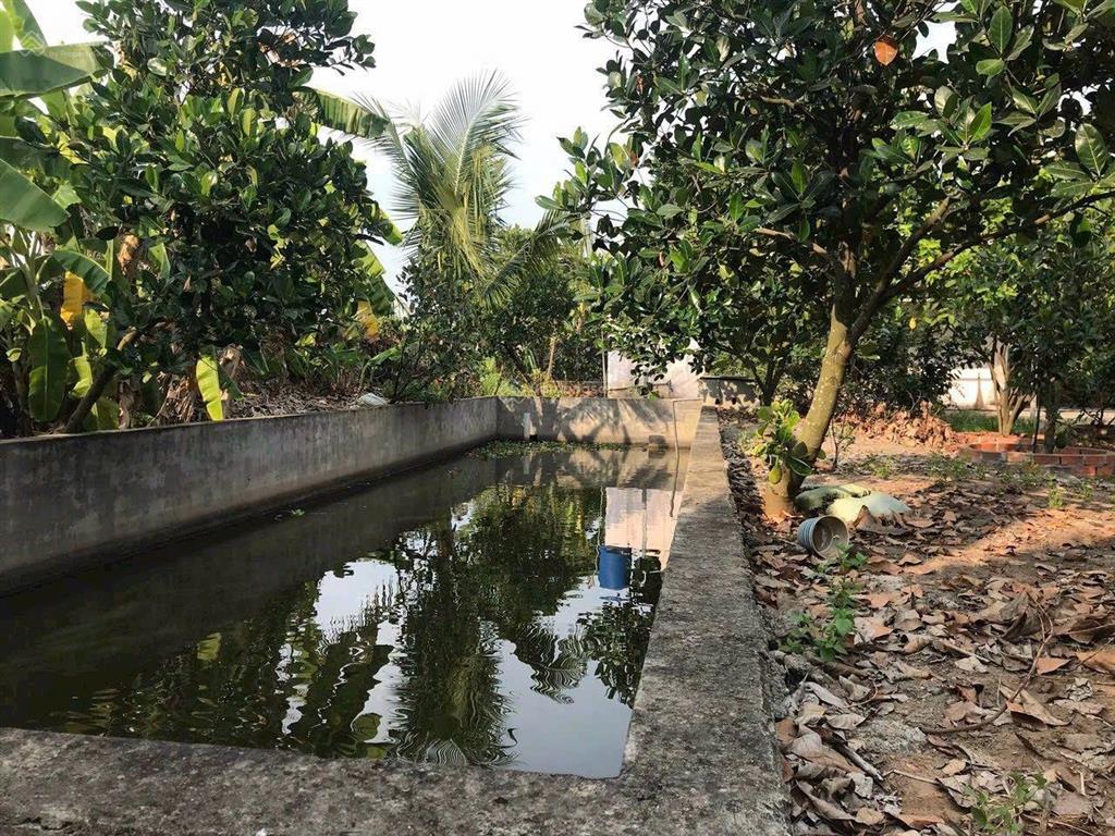 Bán nhà vườn đẹp bình mỹ, 5,6 tỷ, 1200m2 vườn đầy đủ trái cây và nhà cấp 4