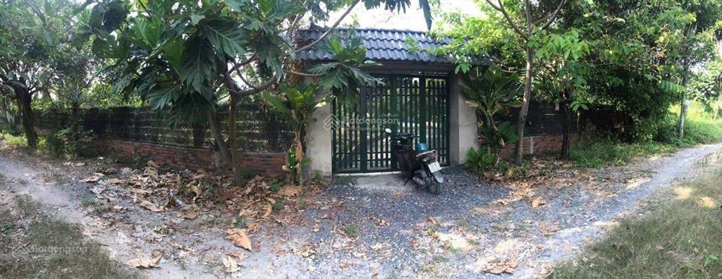 Bán nhà vườn đẹp bình mỹ, 5,6 tỷ, 1200m2 vườn đầy đủ trái cây và nhà cấp 4