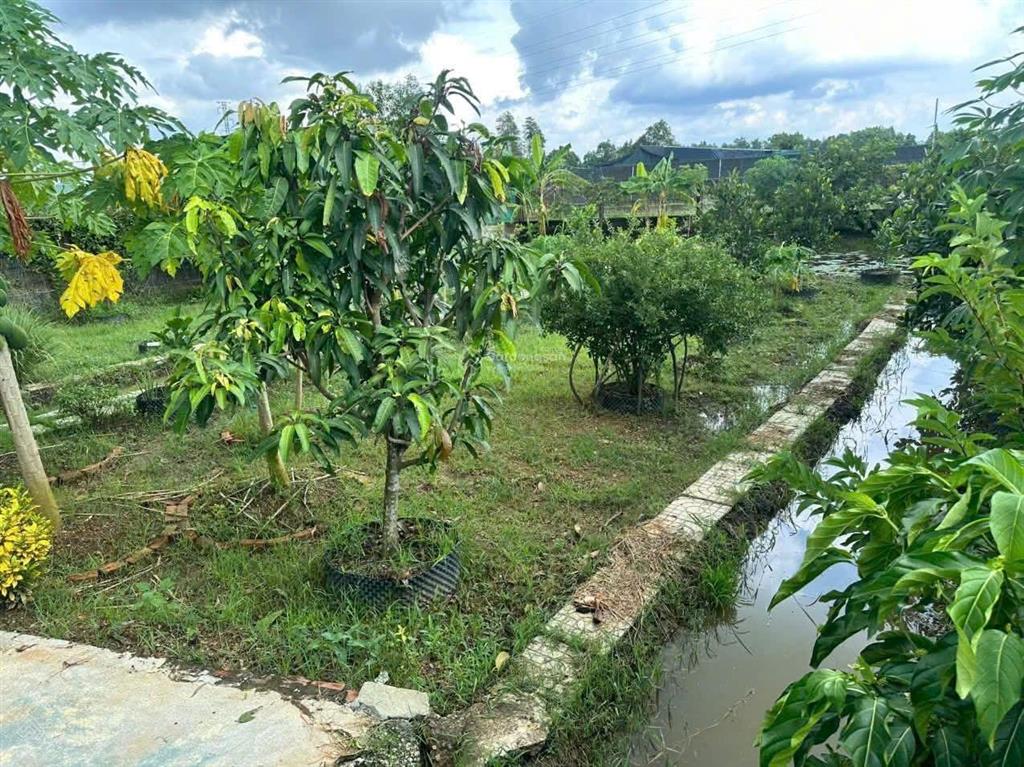 Bán nhà vườn 576m2 tại bình mỹ, củ chi, chỉ với 2,8 tỷ gần vành đai 3 và cao tốc mộc bài hcm