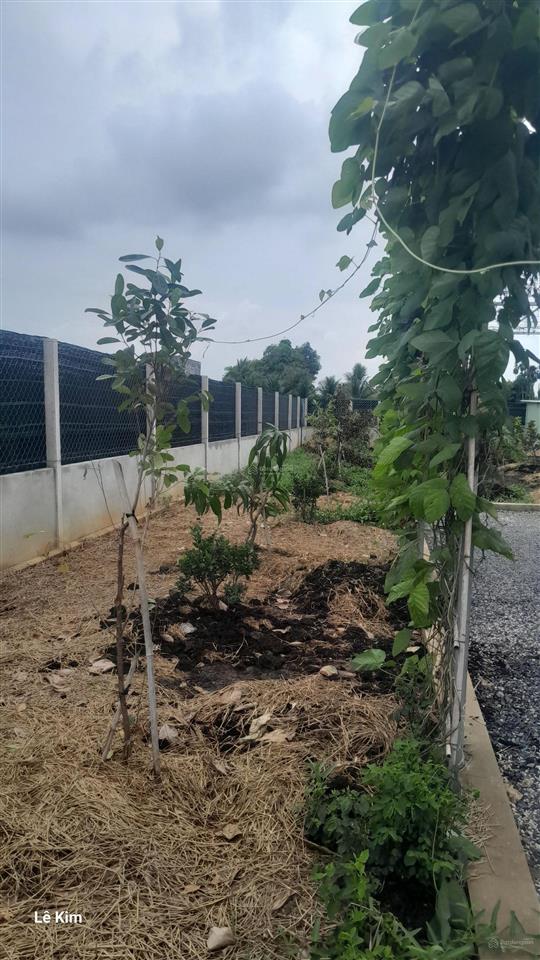 Cần bán nhà vườn 1000m2 lô góc 2 mặt tiền cực đẹp gần đường bình mỹ có sẵn nhà cấp 4, ao cá, vườn