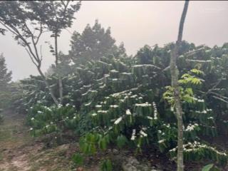 Chỉ với 350 triệu sở hữu đất nên biệt thự tại bảo lộc