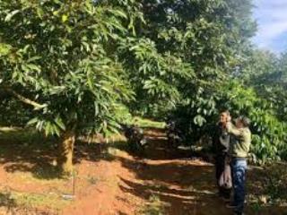 Bán gấp vườn cafe sầu riêng đang cho thu hoạch 1ha7 giá 1tỷ8