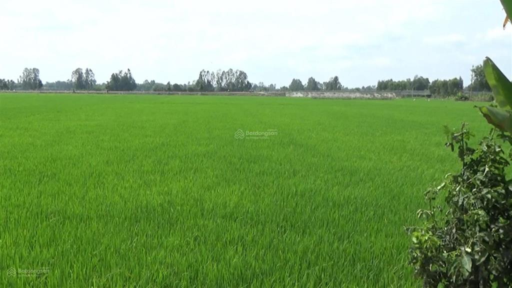 Gia đình kẹt vốn làm ăn nên bán mảnh đất lúa giá rẻ xã tân thành gò công đông tiền giang (cũ)