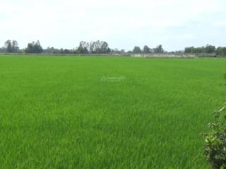 Gia đình kẹt vốn làm ăn nên bán mảnh đất lúa giá rẻ xã tân thành gò công đông tiền giang (cũ)