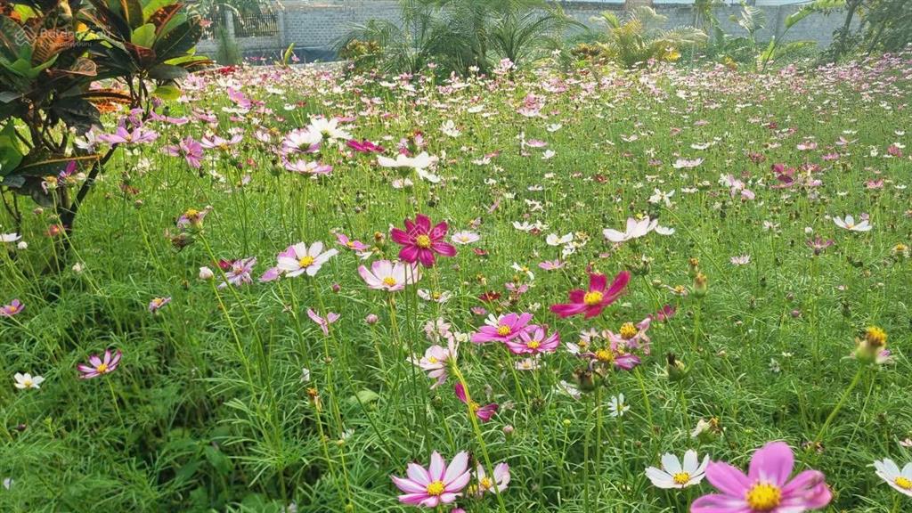 Chính chủ cần chuyển nhượng lô đất nghỉ dưỡng 3100m2 tâm huyết