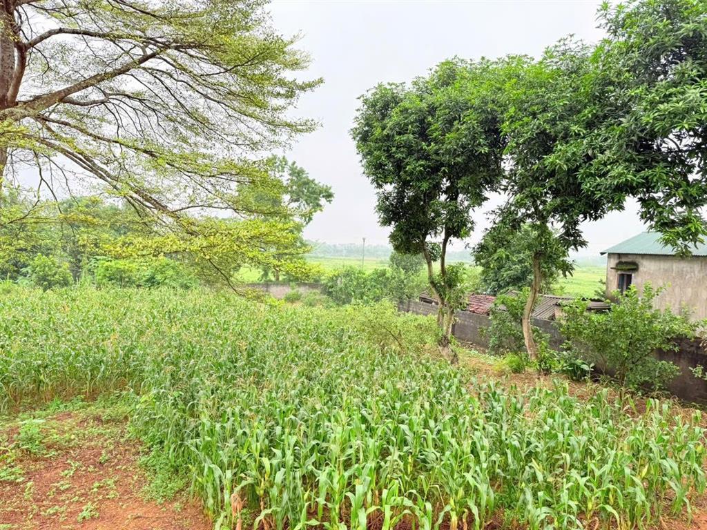 Bán đất tại cư yên, lương sơn, hòa bình, 5,5 tỷ, 1667m2. liền kề khu công nghiệp nhuận trạch