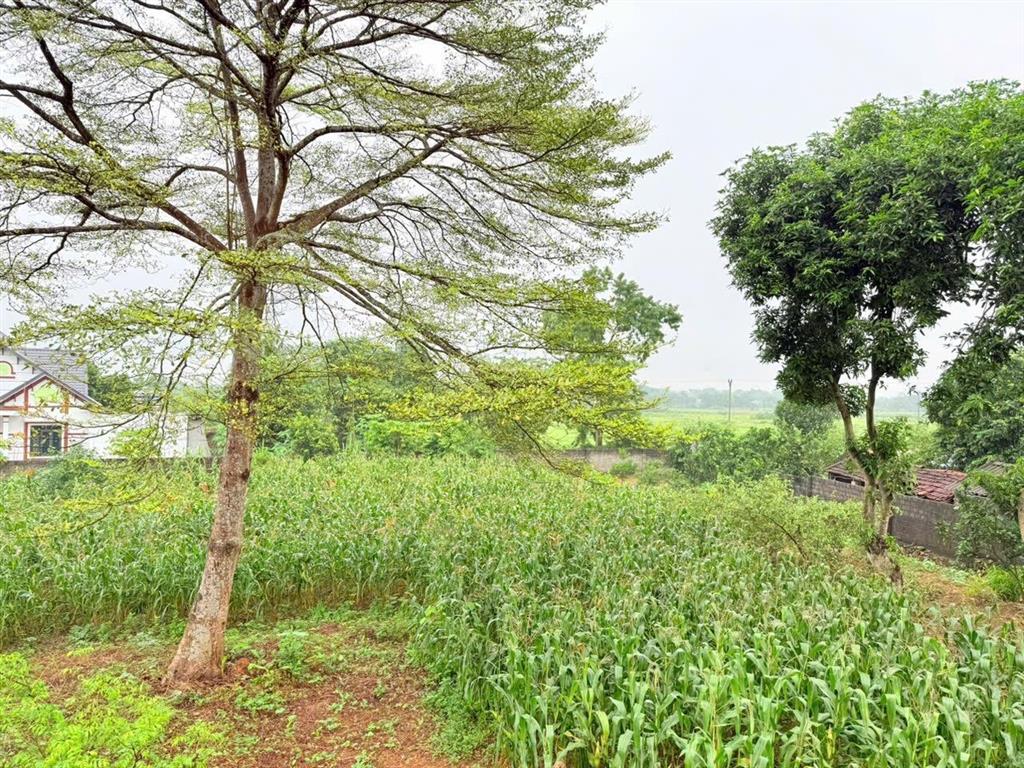Bán đất tại cư yên, lương sơn, hòa bình, 5,5 tỷ, 1667m2. liền kề khu công nghiệp nhuận trạch