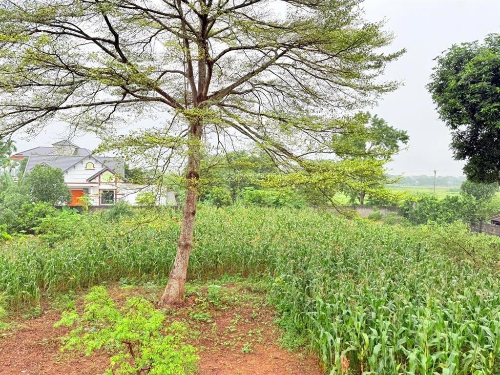Bán đất tại cư yên, lương sơn, hòa bình, 5,5 tỷ, 1667m2. liền kề khu công nghiệp nhuận trạch