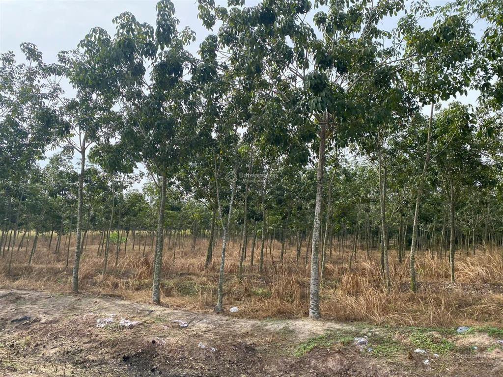 Bán 2 mảnh đất liền kề mặt tiền đt749b, gần hồ dầu tiếng giá 3,5 triệu/m².  0358 610 ***