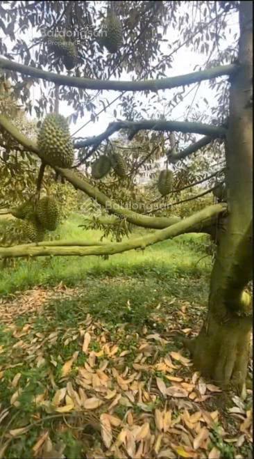 Bán 3.600m² vườn sầu riêng đẹp tại phước an, bàu đồn, gò dầu  cho thu nhập ngay, giá chỉ 1,5 tỷ